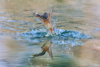 Common Kingfisher 大阪府 Sat, 1/13/2024