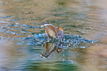 2024年1月13日(土) 大阪府の野鳥観察記録