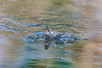 Common Kingfisher 大阪府 Sat, 1/13/2024