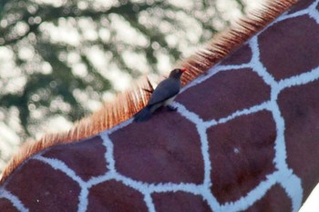 Red-billed Oxpecker