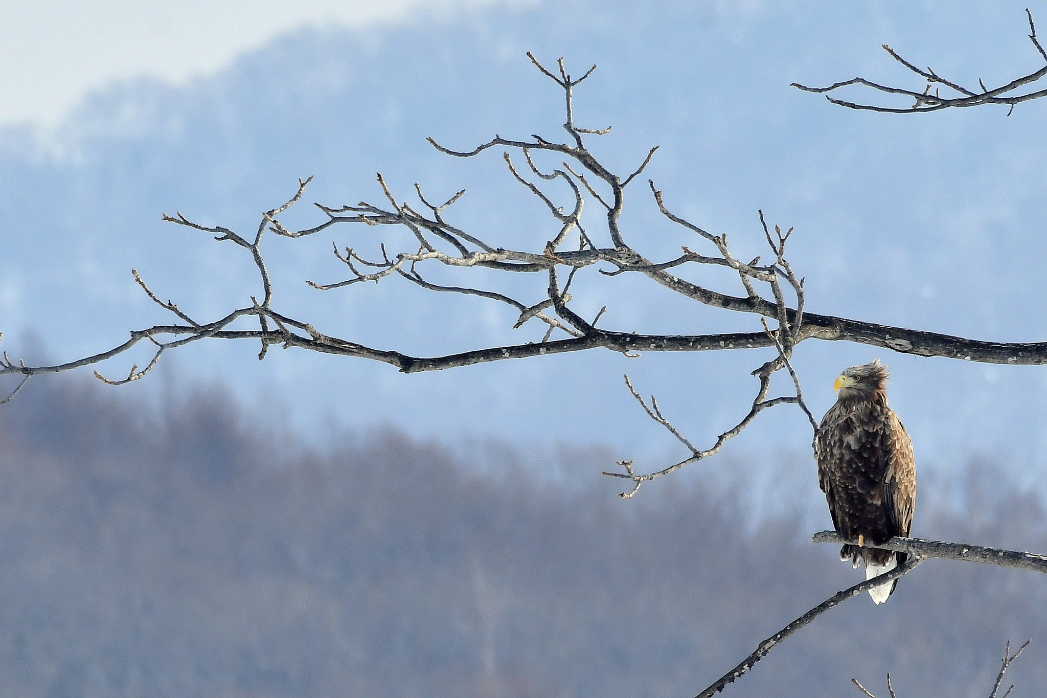 北海道 オジロワシの写真 by Markee Norman