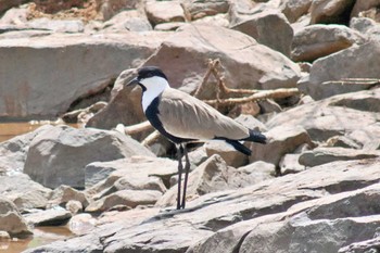 Spur-winged Lapwing