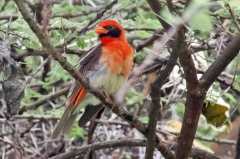 Red-headed Weaver Amboseli National Park Thu, 12/28/2023