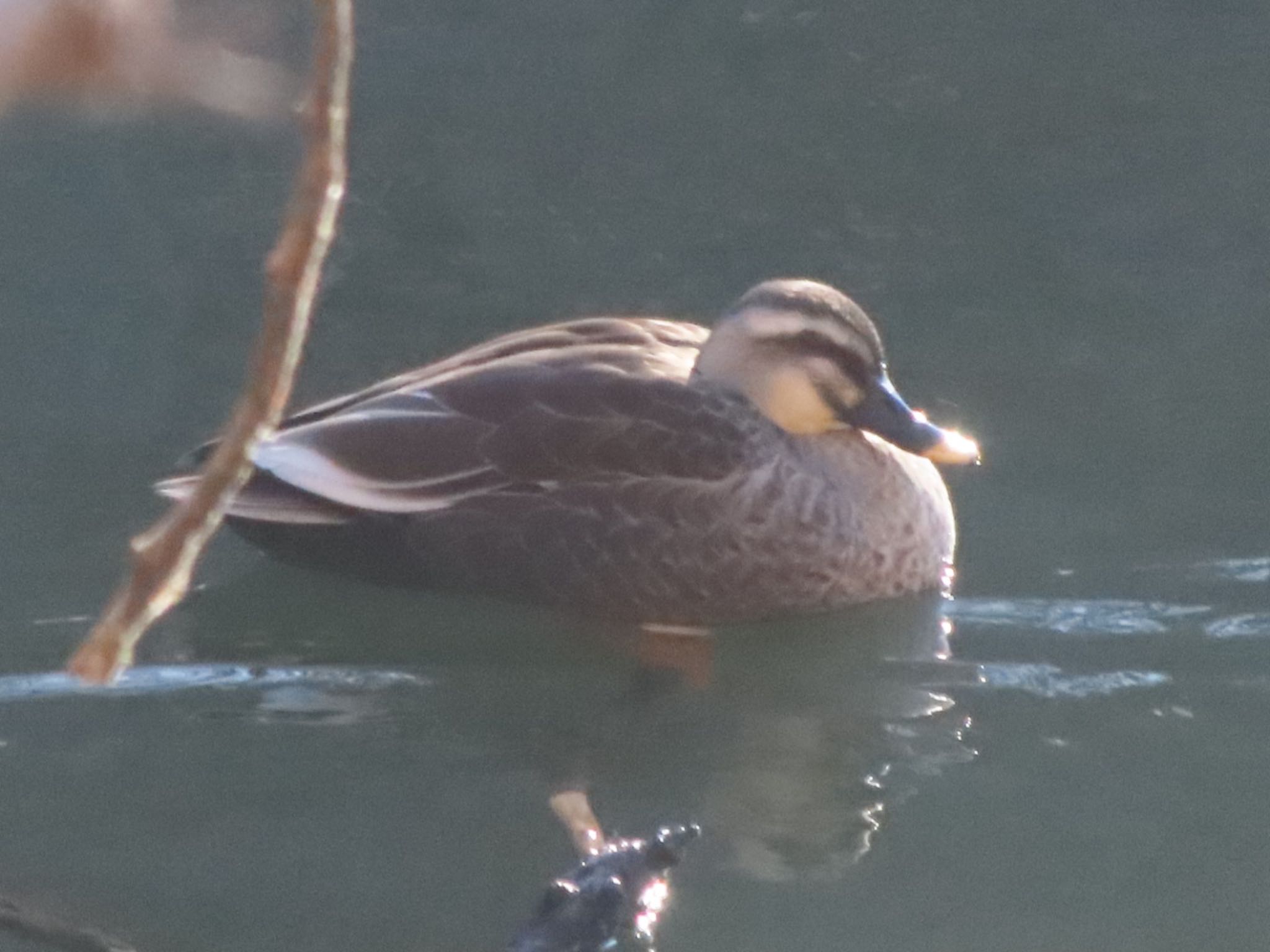 Eastern Spot-billed Duck