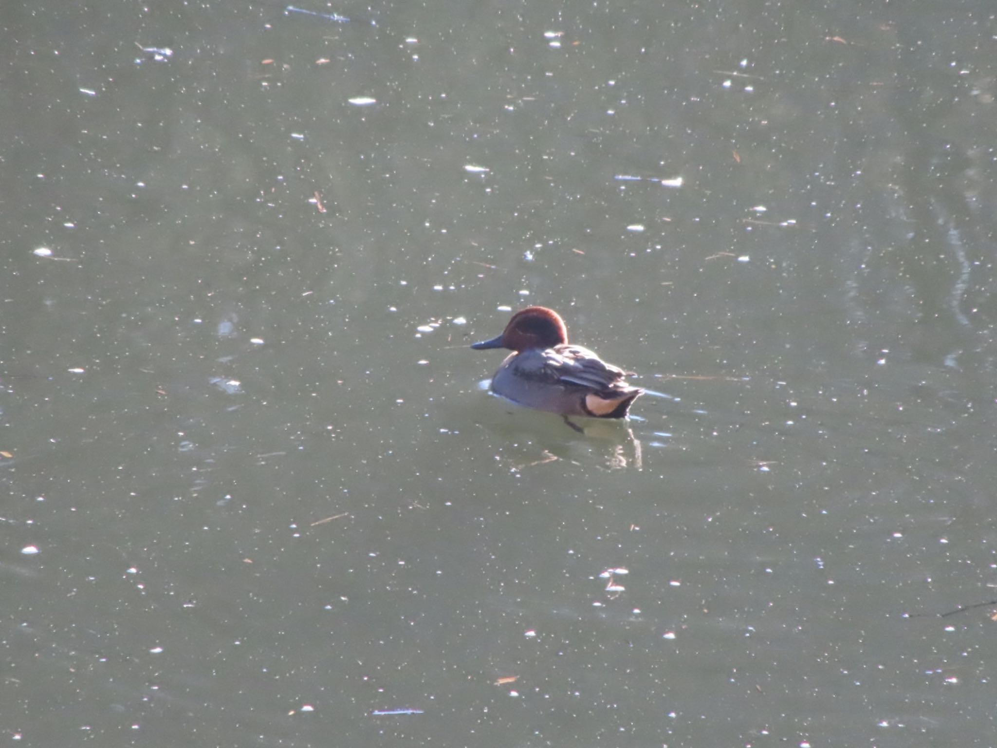 Eurasian Teal