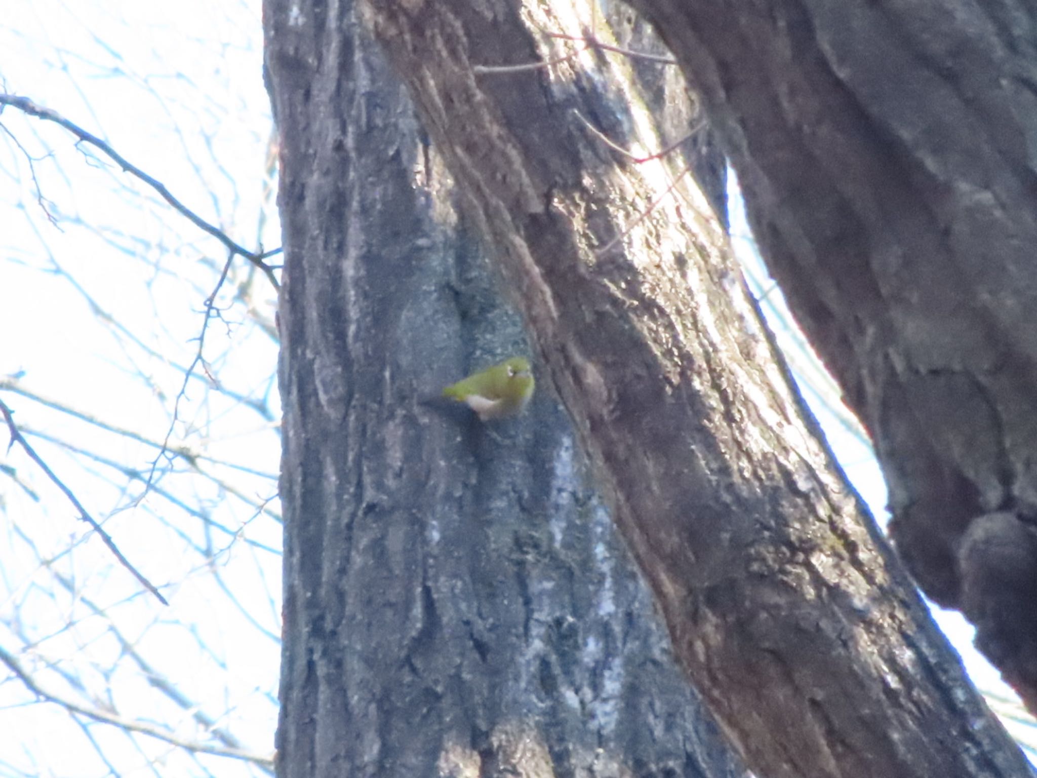 Photo of Warbling White-eye at ぐんまこどもの国 by アカウント12456