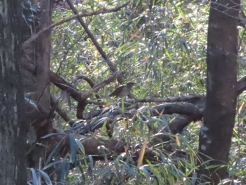 Pale Thrush ぐんまこどもの国 Sat, 1/13/2024