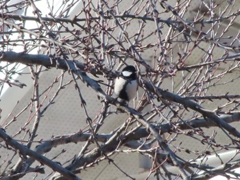 Japanese Tit ぐんまこどもの国 Sat, 1/13/2024