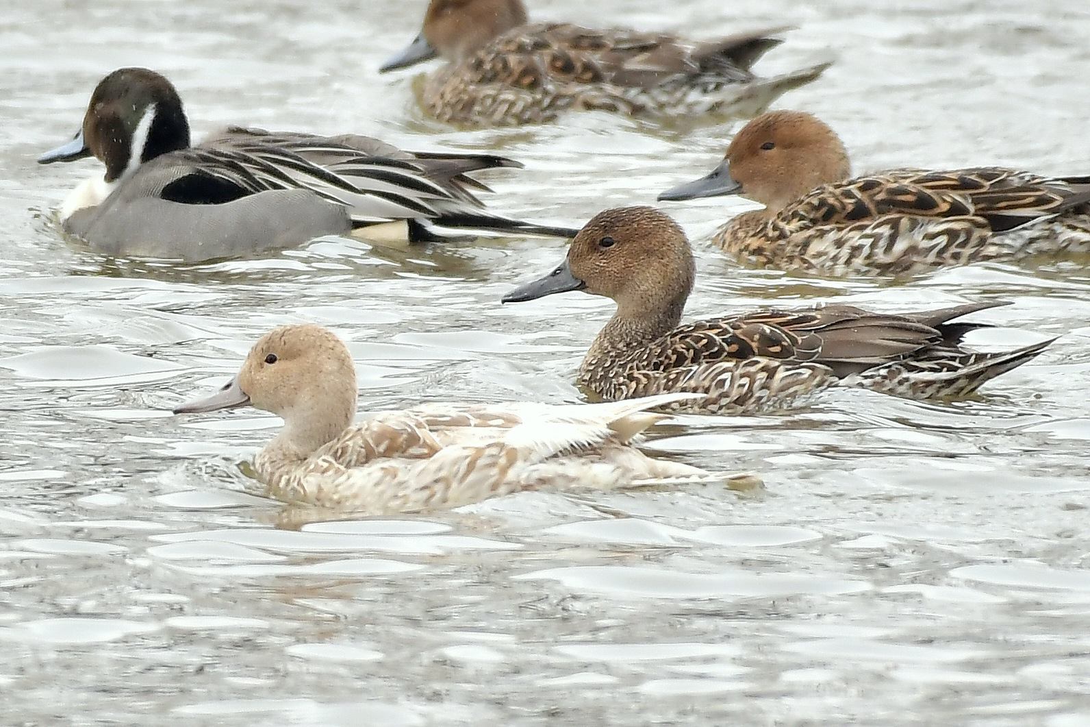 Photo of Northern Pintail at 北海道 by Markee Norman