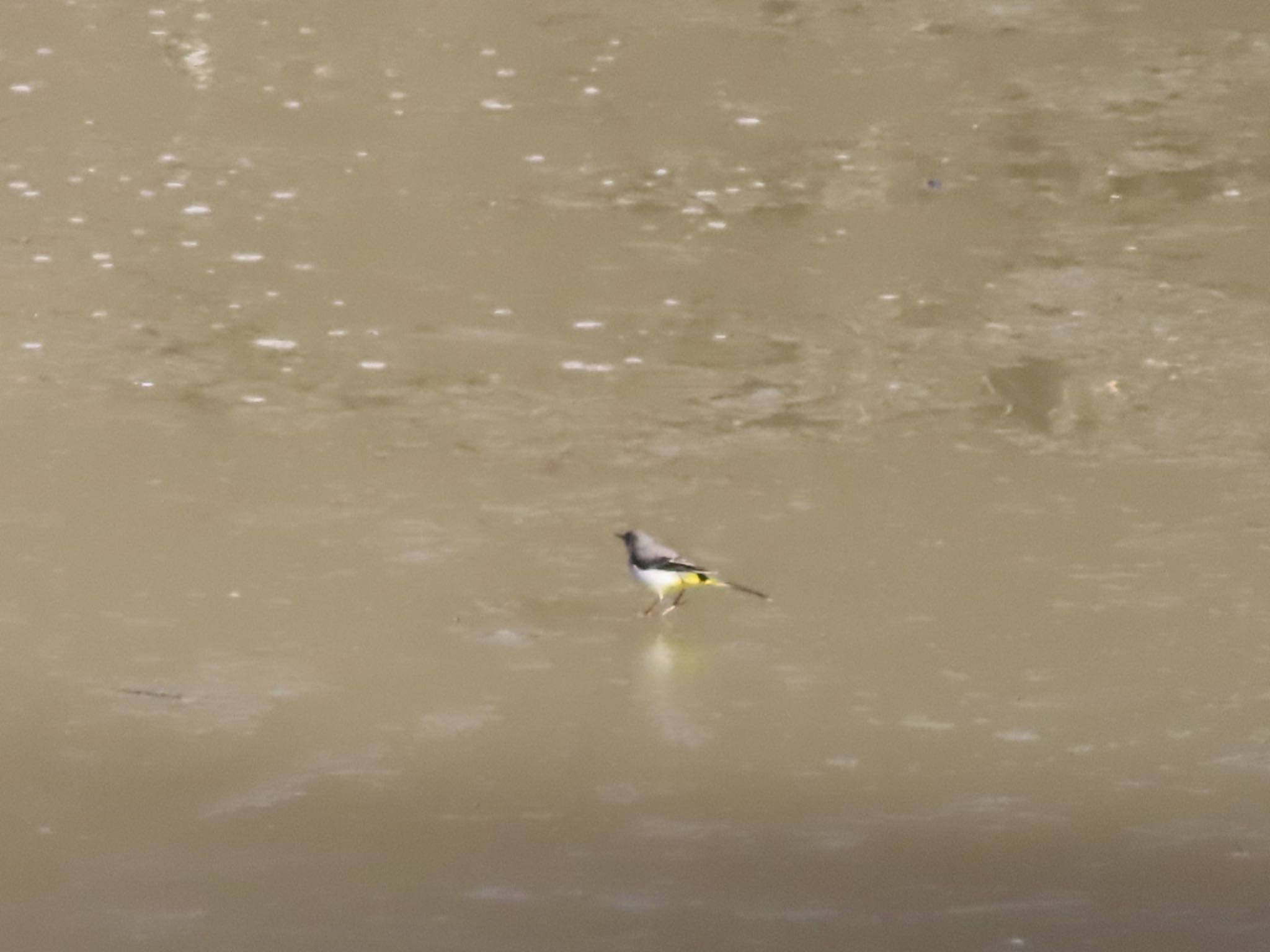 Grey Wagtail