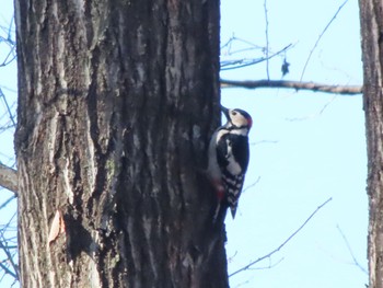 Great Spotted Woodpecker ぐんまこどもの国 Sat, 1/13/2024