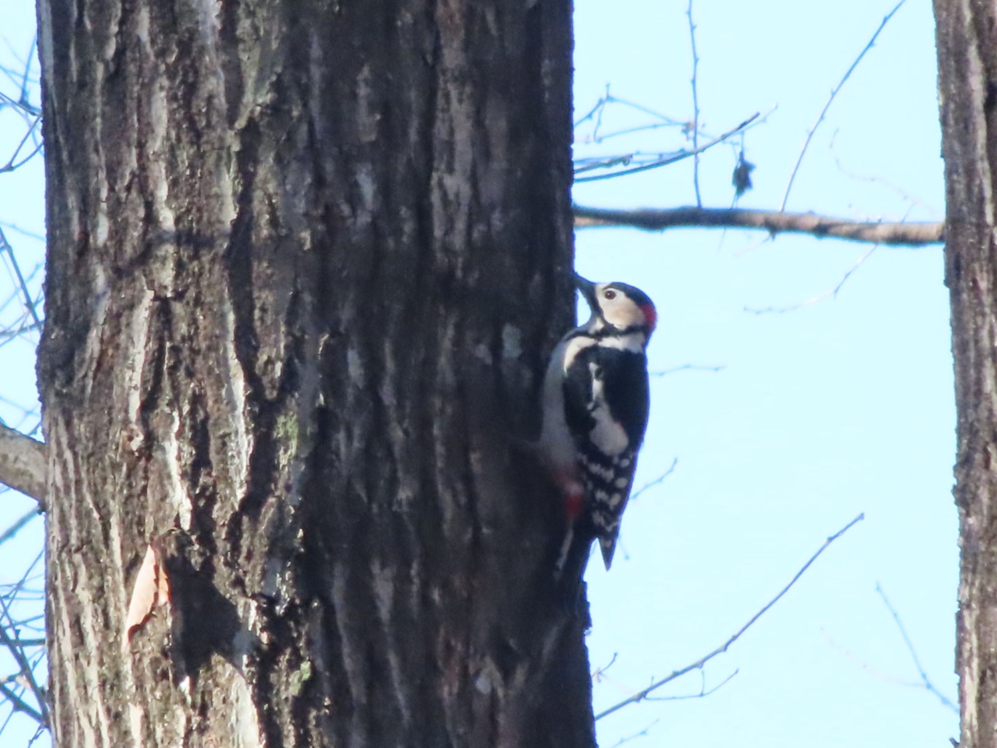 Great Spotted Woodpecker