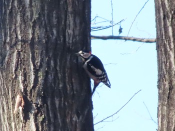 Great Spotted Woodpecker ぐんまこどもの国 Sat, 1/13/2024