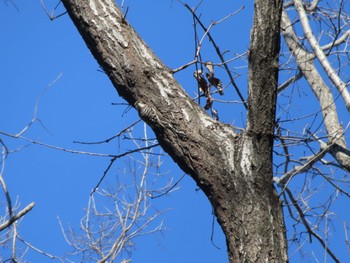 Japanese Pygmy Woodpecker ぐんまこどもの国 Sat, 1/13/2024