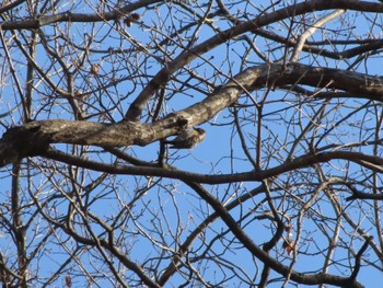 Japanese Pygmy Woodpecker ぐんまこどもの国 Sat, 1/13/2024