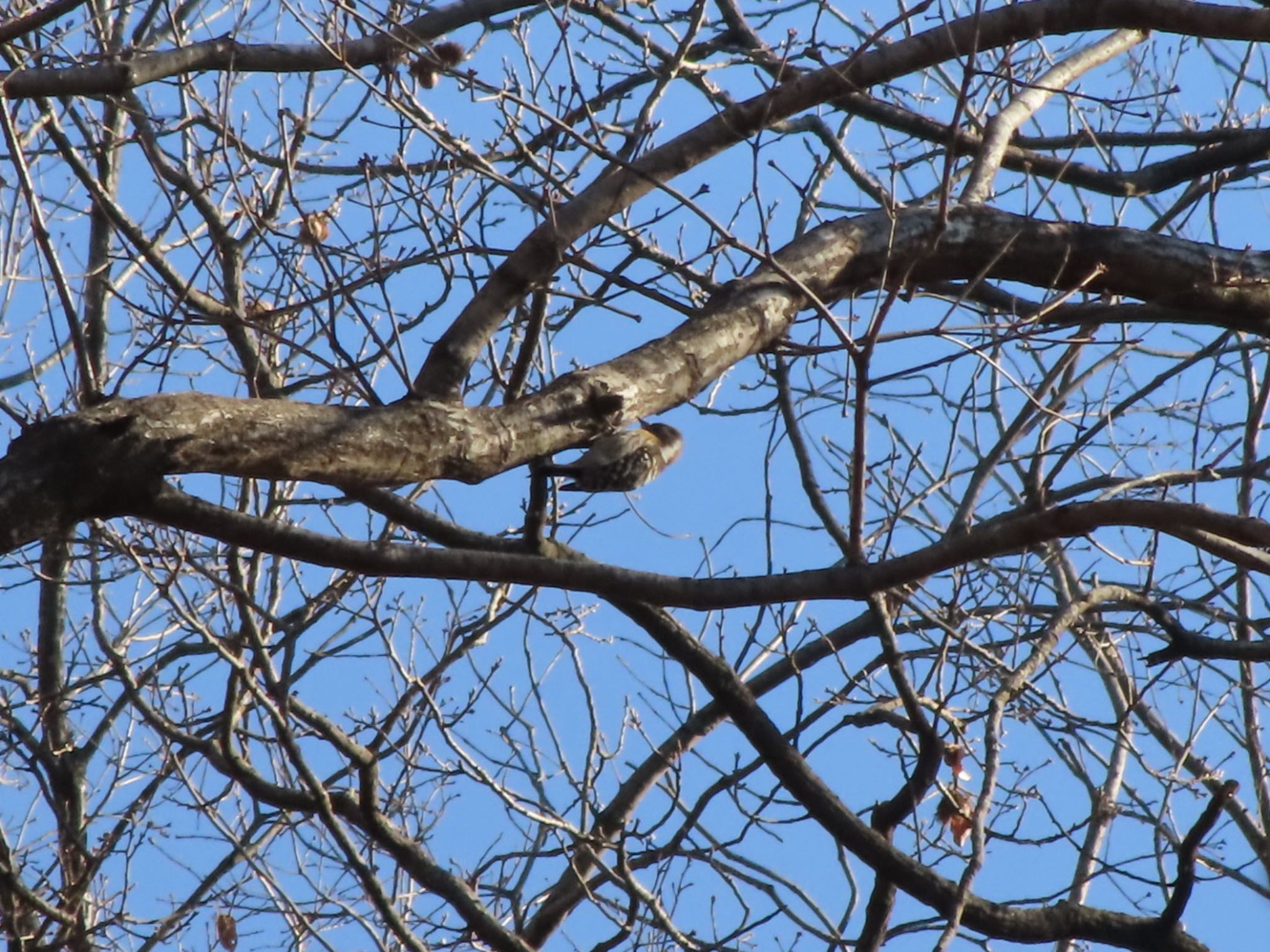 Japanese Pygmy Woodpecker