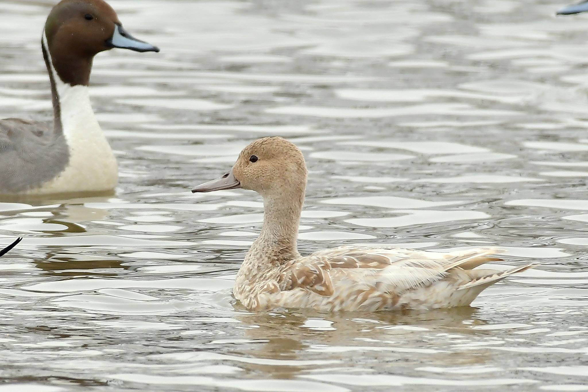 Northern Pintail