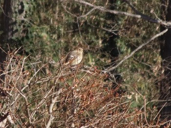 Daurian Redstart ぐんまこどもの国 Sat, 1/13/2024