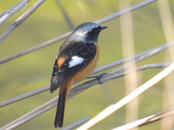 2024年1月13日(土) 淀川河川公園の野鳥観察記録