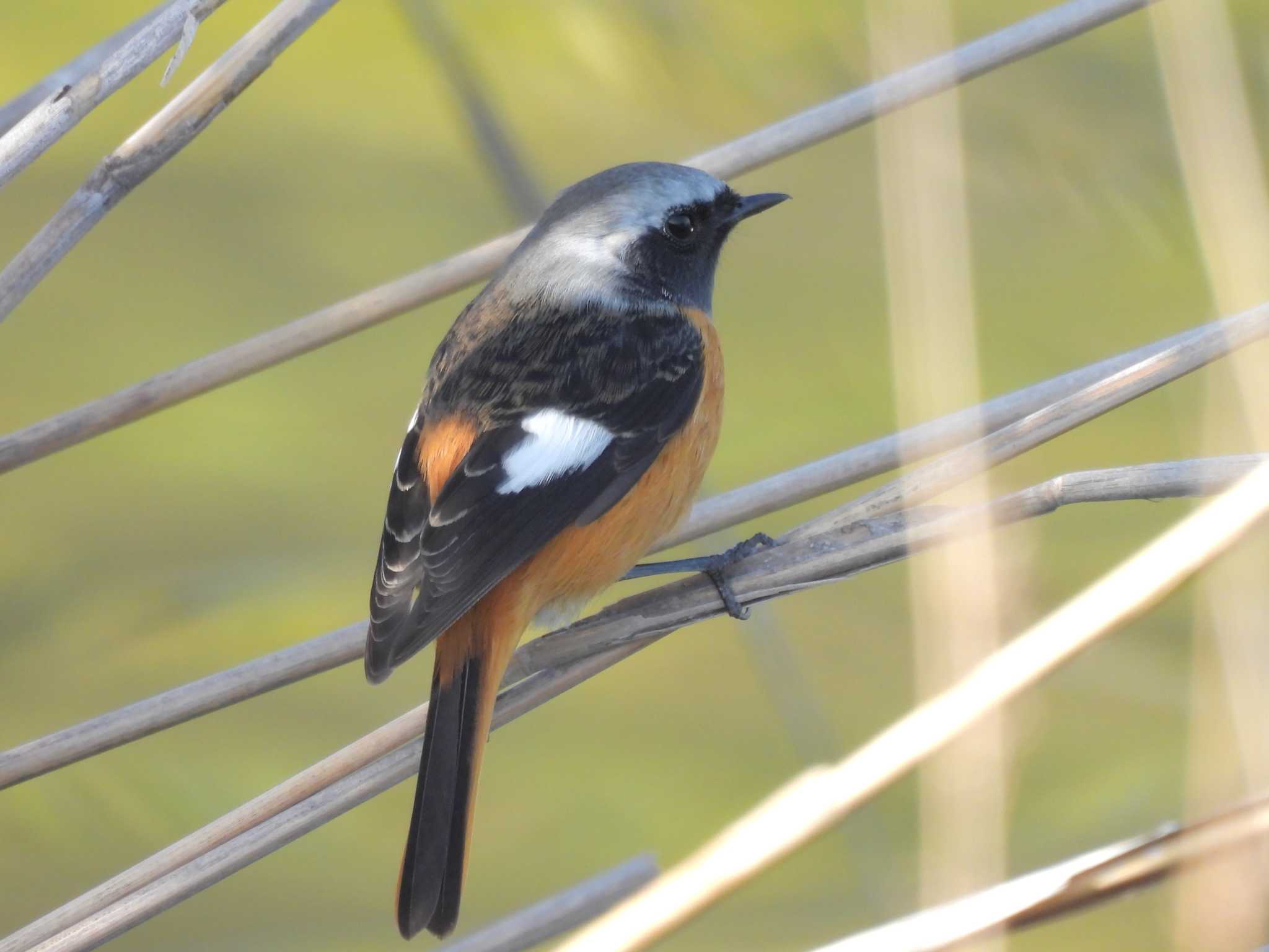 Daurian Redstart