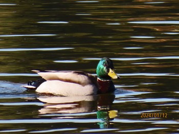 マガモ 葛西臨海公園 2024年1月12日(金)