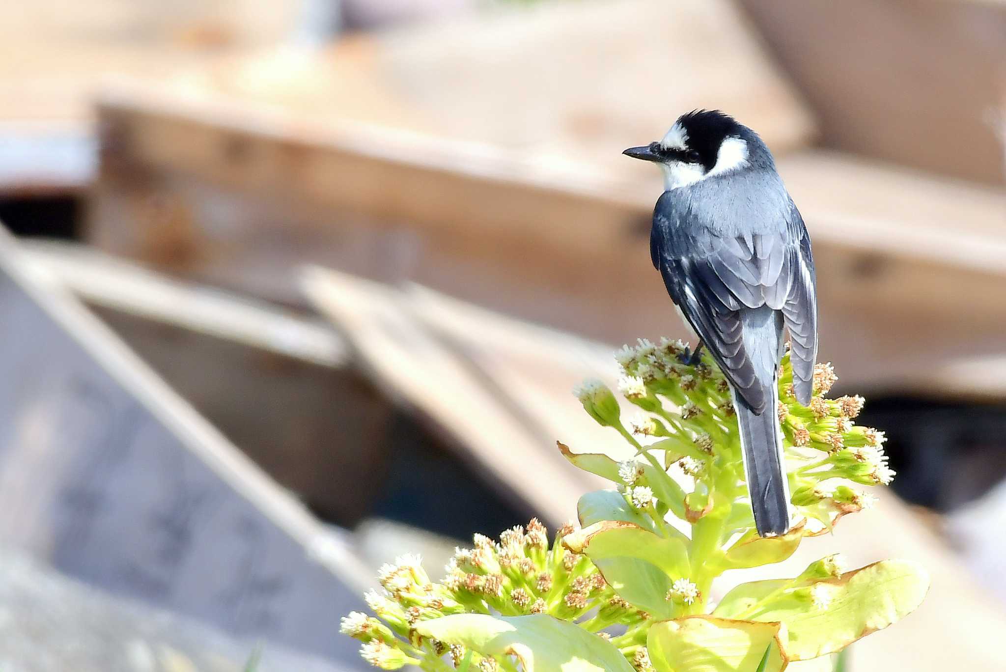 Ashy Minivet