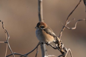 Bull-headed Shrike 黒川清流公園 Sat, 1/13/2024