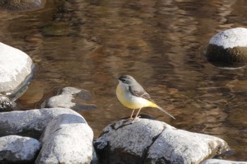 Grey Wagtail 浅川（高幡不動駅～百草園） Sat, 1/13/2024