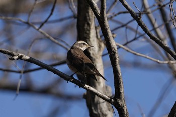 Dusky Thrush 黒川清流公園 Sat, 1/13/2024