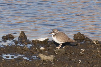 Long-billed Plover 浅川（高幡不動駅～百草園） Sat, 1/13/2024