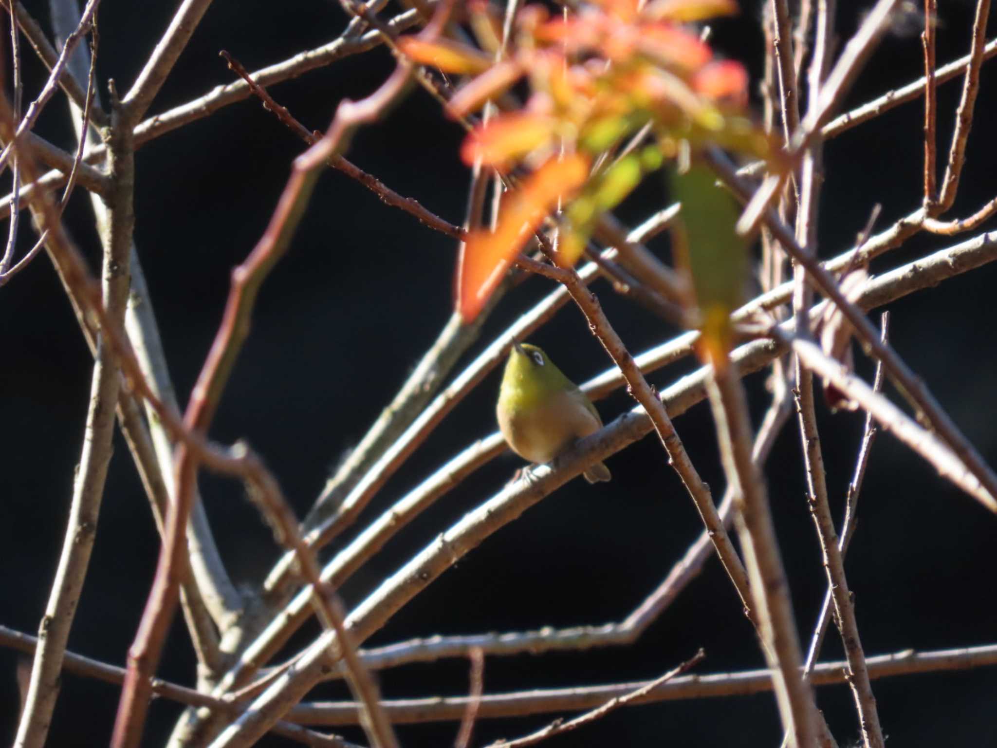 Warbling White-eye