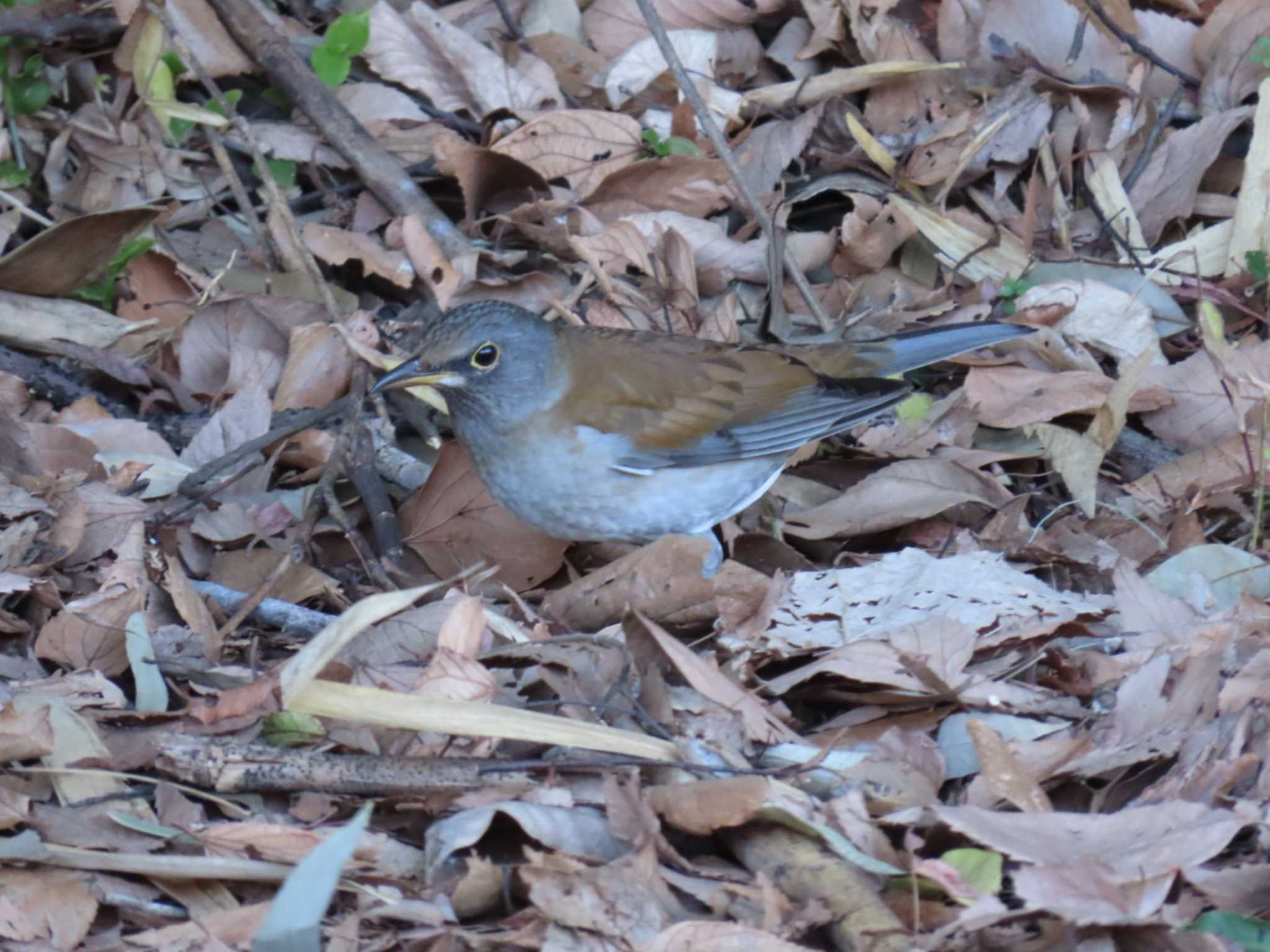 Pale Thrush