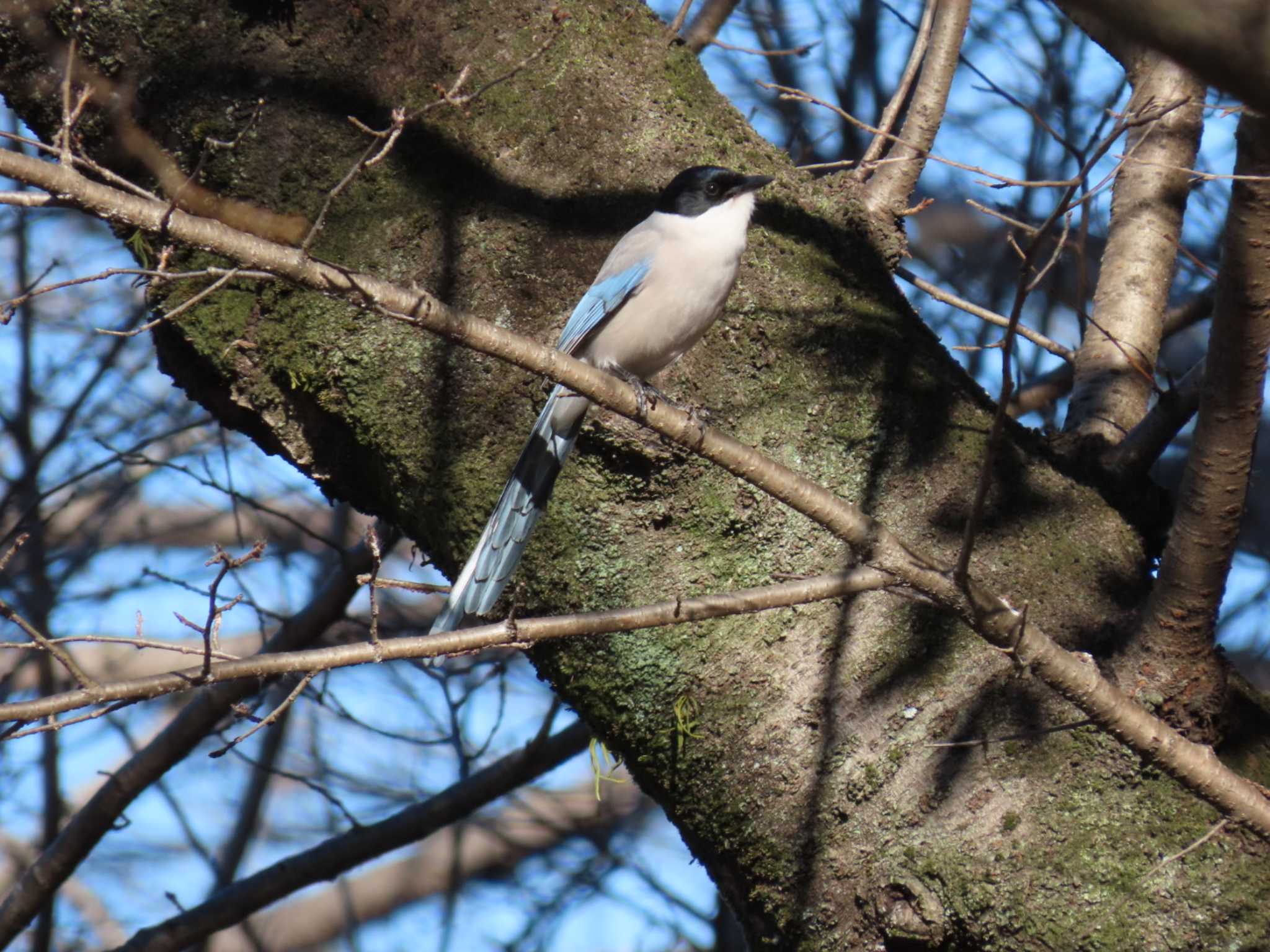 Azure-winged Magpie