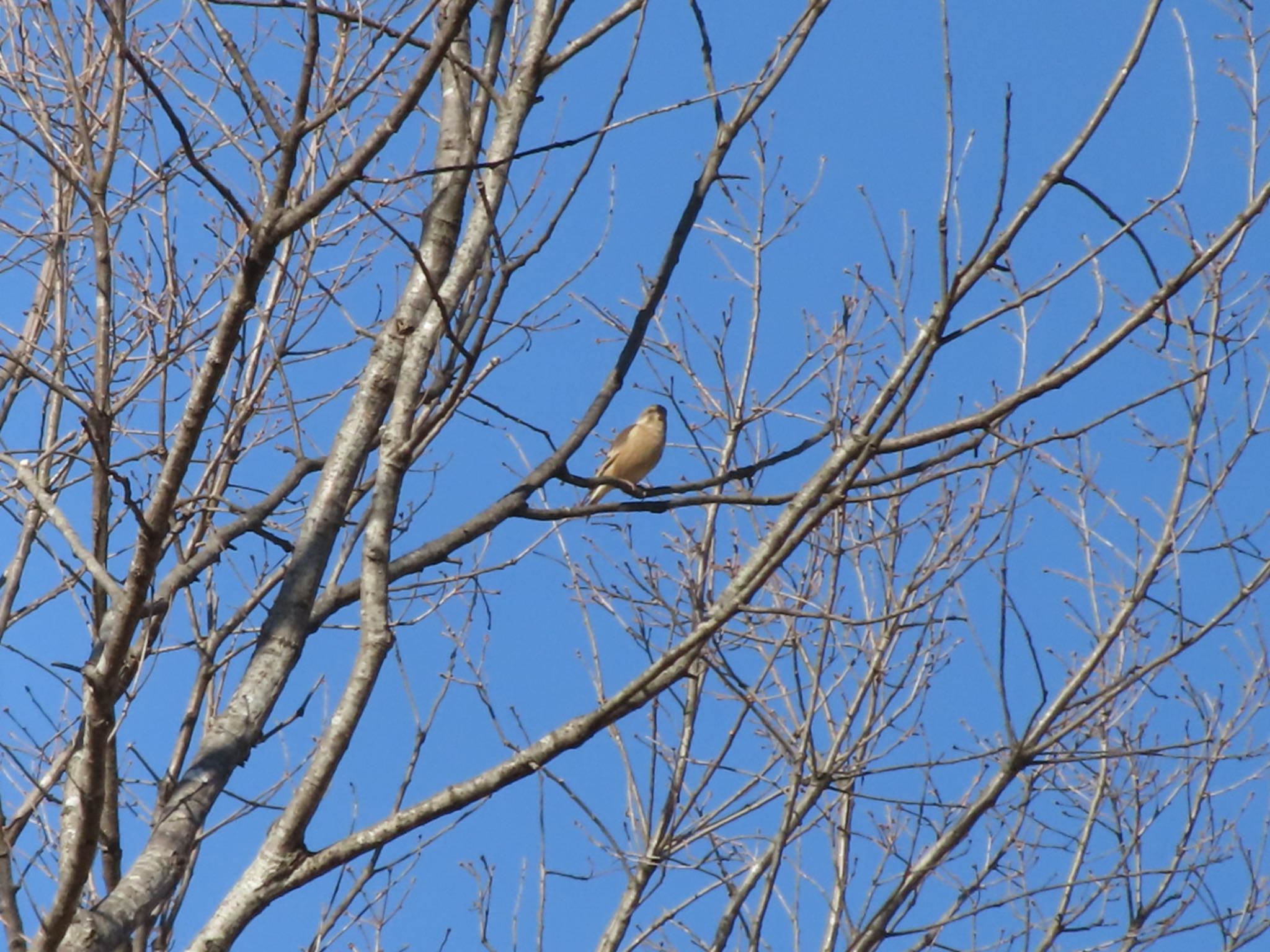 Grey-capped Greenfinch