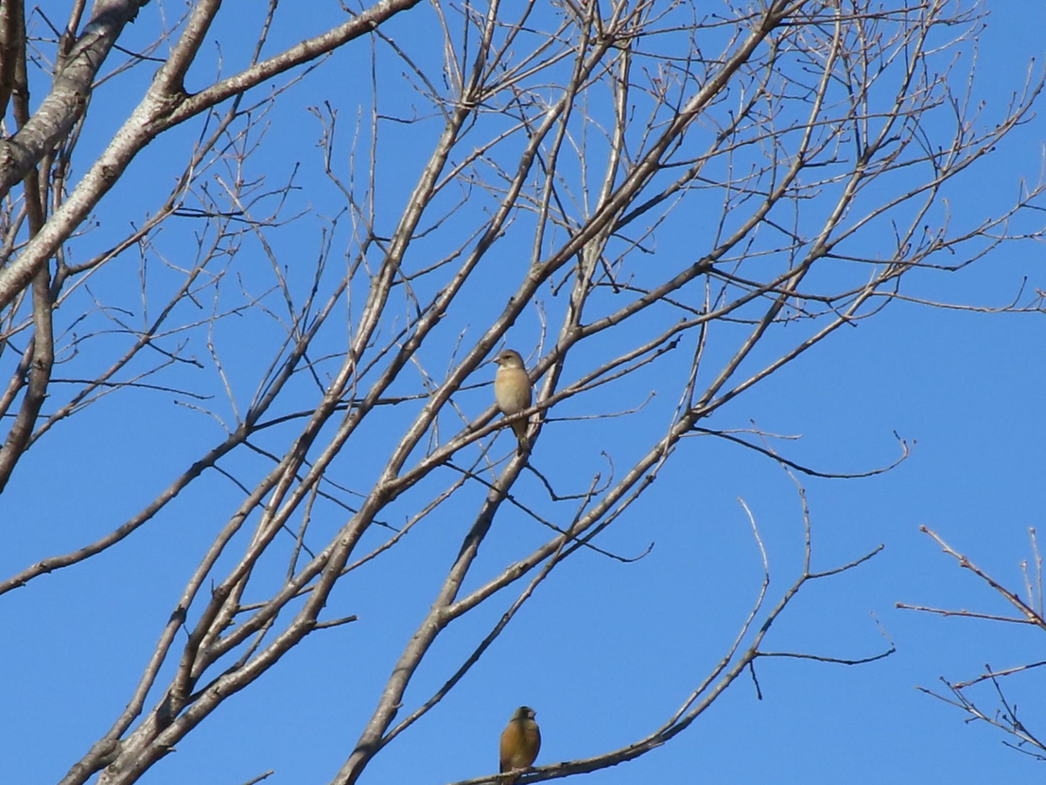 Grey-capped Greenfinch