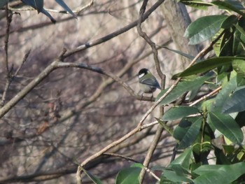 Japanese Tit ぐんまこどもの国 Sat, 1/13/2024