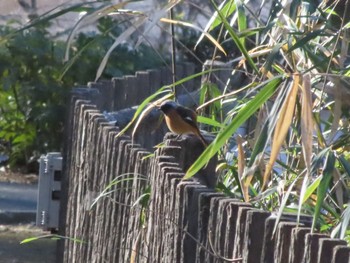 Daurian Redstart ぐんまこどもの国 Sat, 1/13/2024