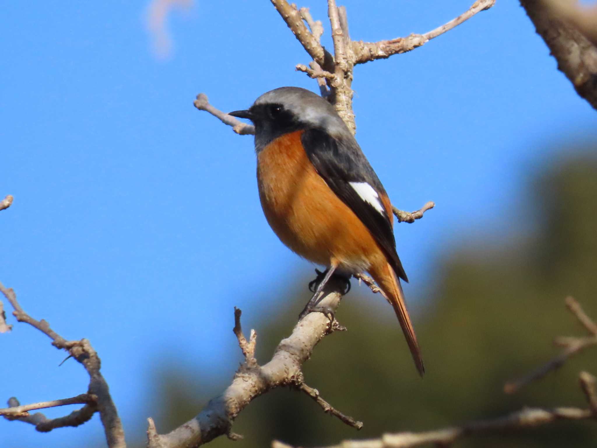 Daurian Redstart