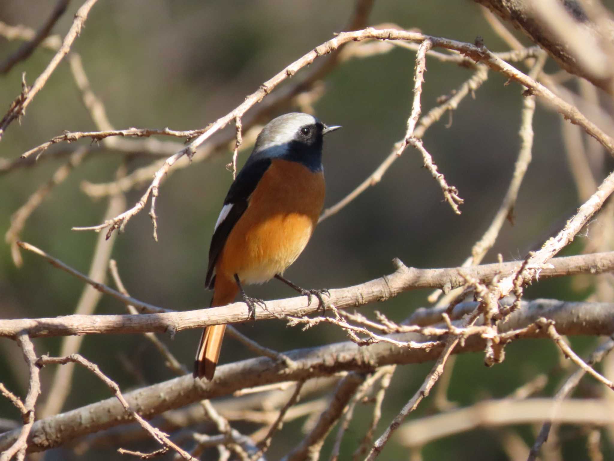 Daurian Redstart