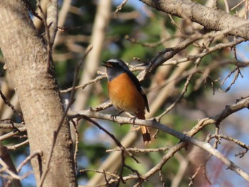 2024年1月13日(土) 泉の森公園の野鳥観察記録