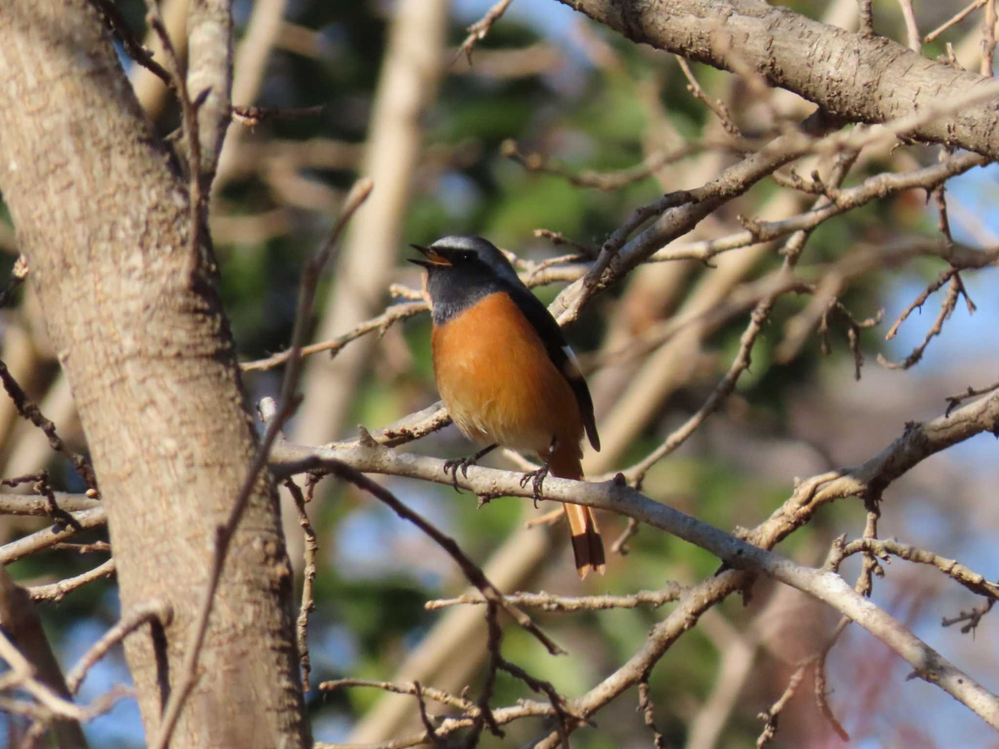 Daurian Redstart