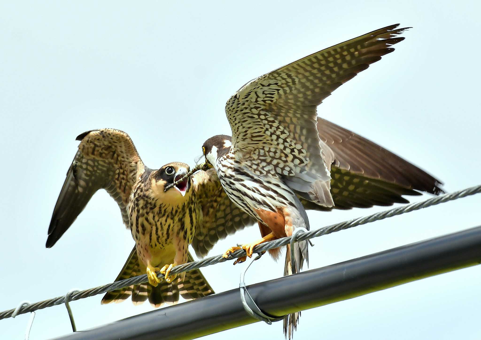 Photo of Eurasian Hobby at 北海道 by Markee Norman