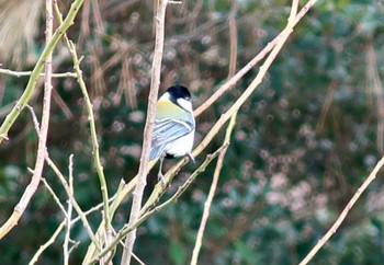 シジュウカラ 八柱霊園 2024年1月13日(土)