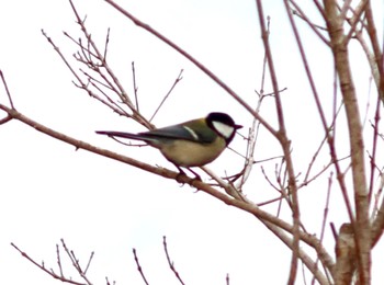 Japanese Tit 八柱霊園 Sat, 1/13/2024