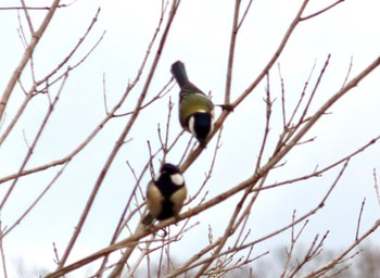 Japanese Tit 八柱霊園 Sat, 1/13/2024