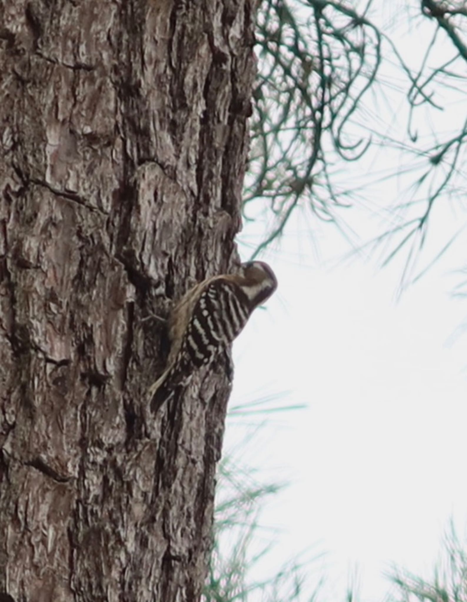 Photo of Japanese Pygmy Woodpecker at 八柱霊園 by ひこうき雲