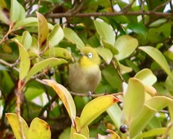 メジロ 八柱霊園 2024年1月13日(土)