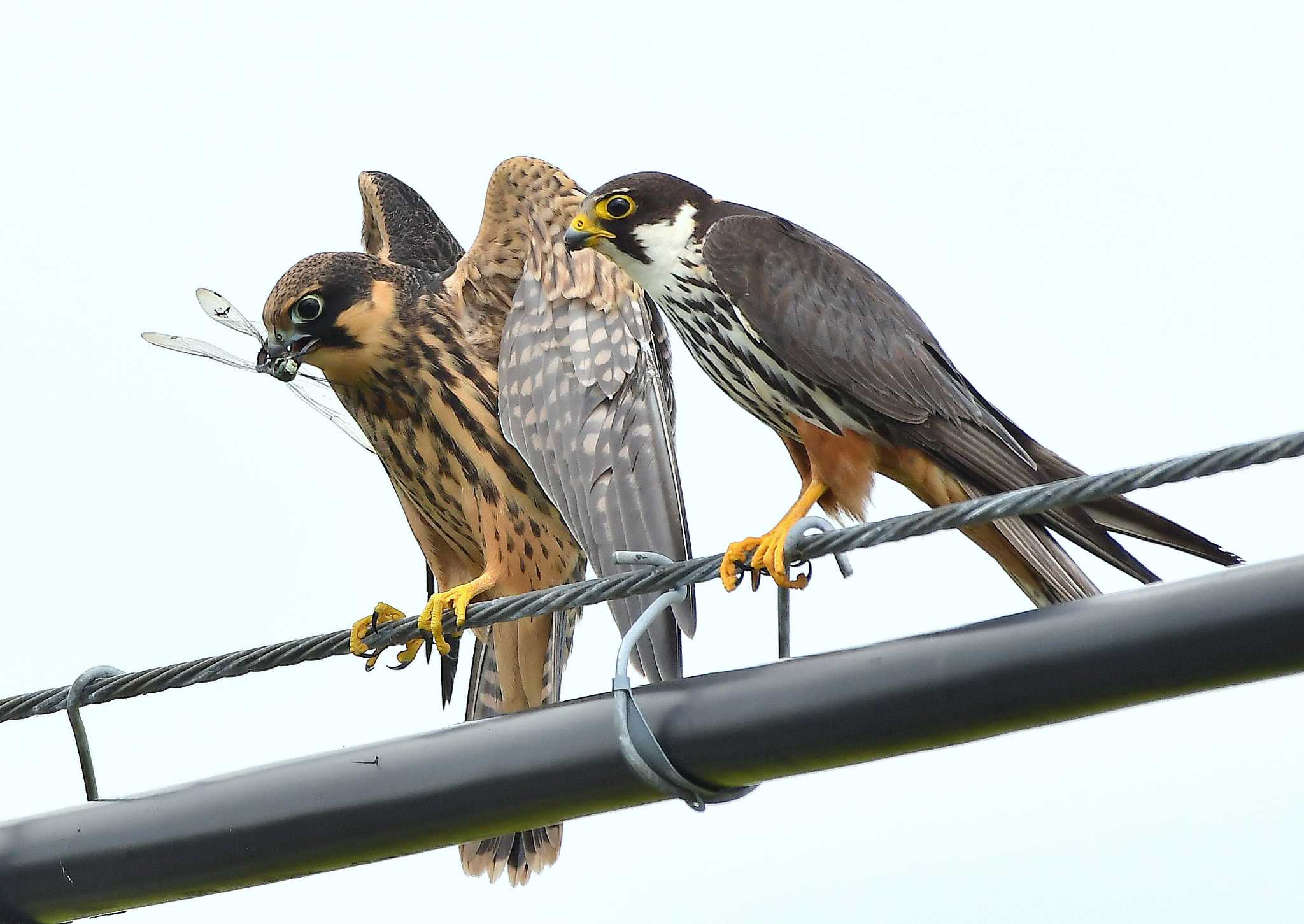 Photo of Eurasian Hobby at 北海道 by Markee Norman