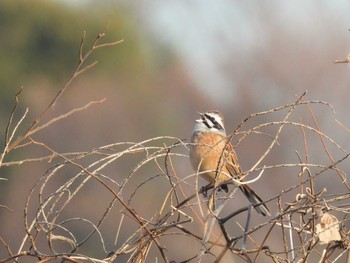 Meadow Bunting Minuma Rice Field Sat, 1/13/2024