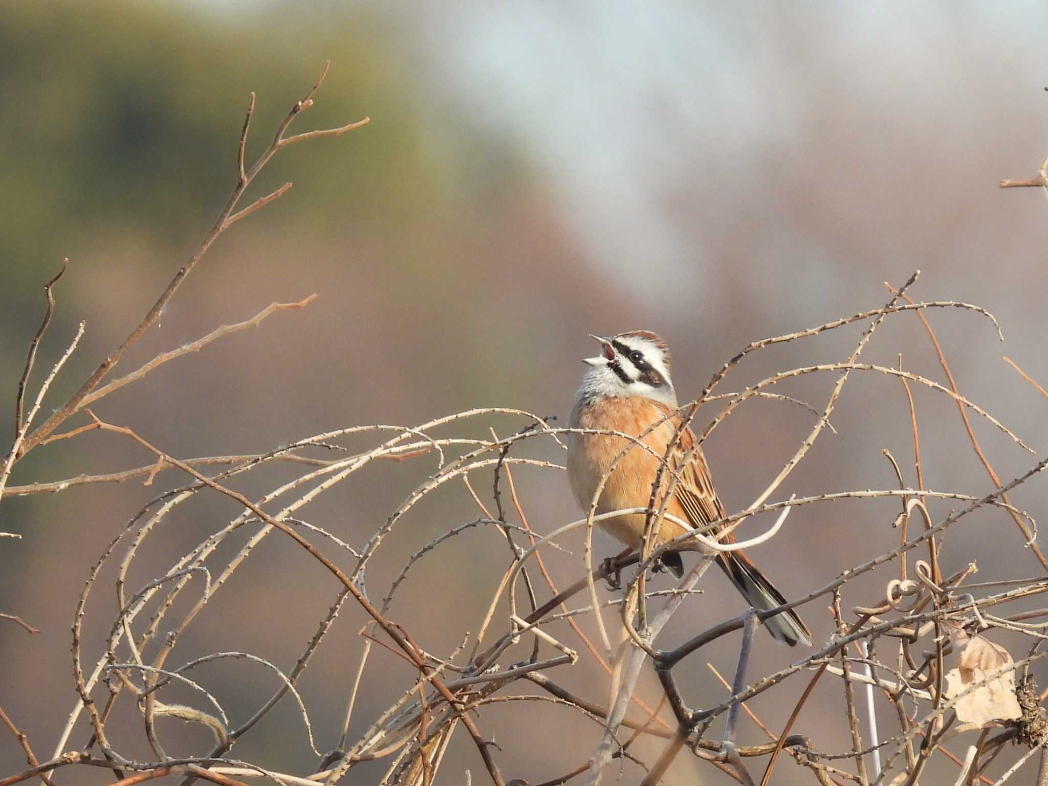 Meadow Bunting